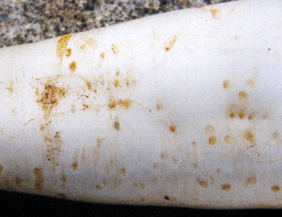 kisuji.jpg