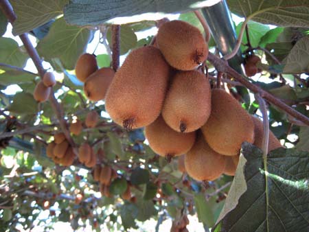 kiwifruit.jpg