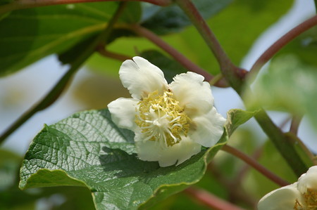 kiwifruit (3).jpg