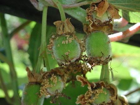 kiwifruit (4).jpg