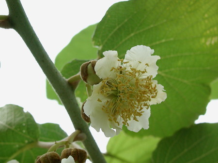 kiwifruit (6).jpg