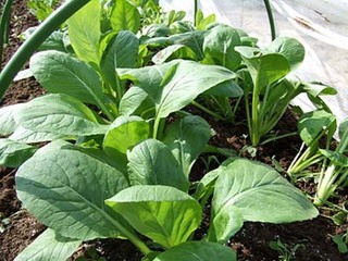 狭い庭や菜園での野菜作りのコツは？