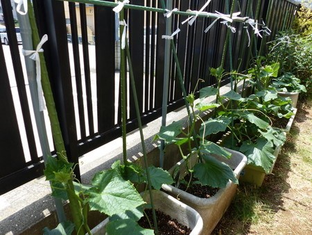 kyuri planter002.jpg