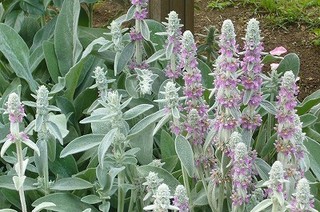 �����Y�C���[�̈�ĕ��b���ʂ��̗ǂ��ꏊ�ō͔|