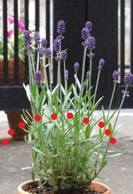 ���x���_�[ ������@�́H