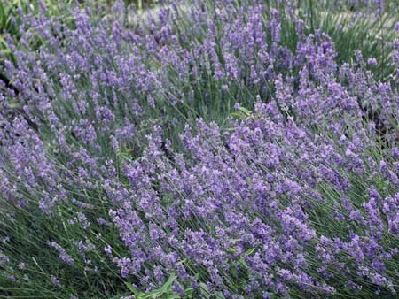 lavender (6).jpg