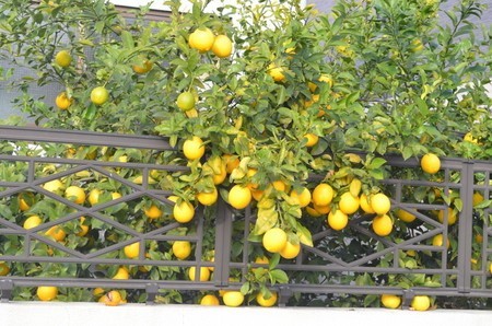 lemon.jpg