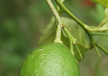 lemon-9696a.jpg