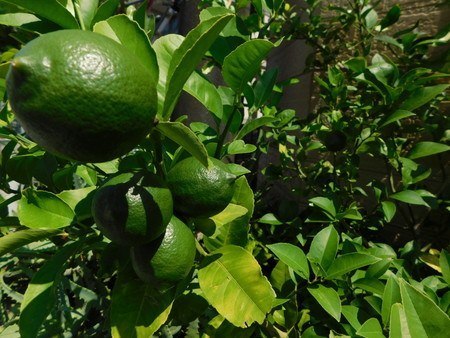 lemon05.jpg