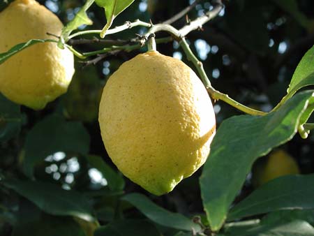 lemon (5).jpg