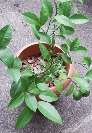 lemon2016-3.JPG