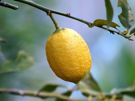 lemon2016-4.jpg