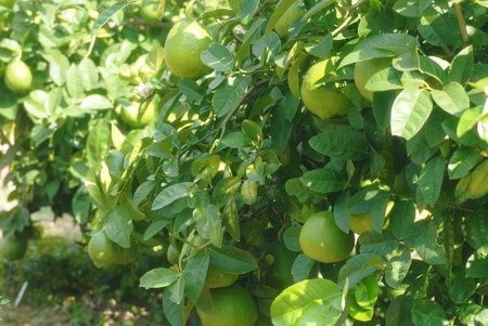 lemon (11).jpg