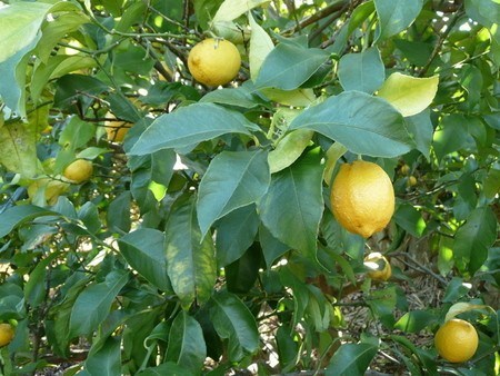 lemon (13).jpg