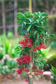 manryo003.jpg