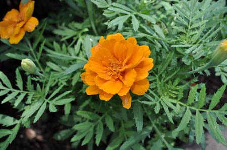 marigolds.jpg