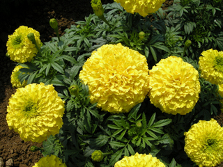 �|�b�g�}���[�S�[���h�̈�ĕ��b�Ԃ𒷊��Ԋy���ނɂ́H