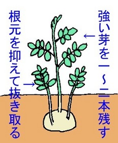 ジャガイモ 芽かき方法