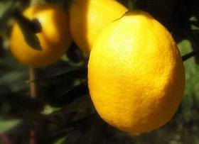 meyer-lemons.jpg