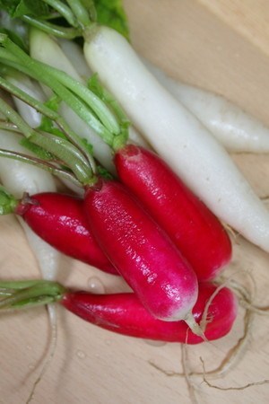 minidaikon003.jpg