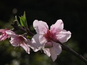 レモン 花は咲くが実がならない