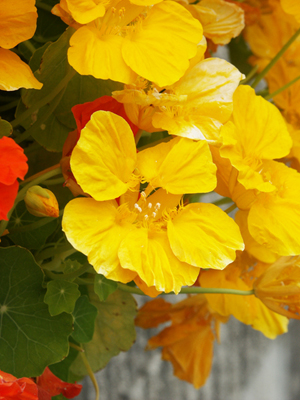 nasturtium.jpg