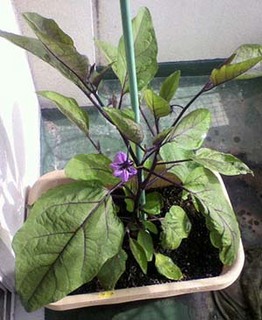 �y�Â���̃R�c�b���͂��ʋC�����ǂ��엿�����̗ǂ��y��