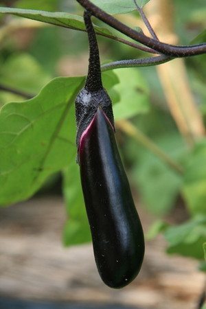 nasu001.jpg