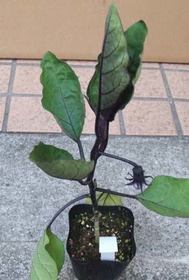 nasu002.jpg