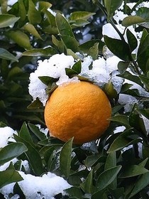 �ă~�J���E�É� ���A���̈�ĕ�