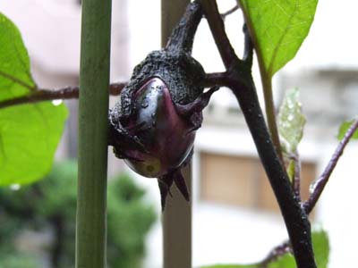 夏野菜 一番果を採る理由は