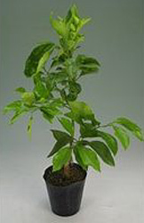 �I�����W�ނ̈�ĕ� ��A���b�h���΍�ƉĂ̎Ռ�����؂ł�