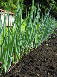 �l�M�̈�ĕ��b�ǔ�Ɠy�񂹂ł��������͔|