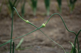 ニンニクの芽の栽培方法