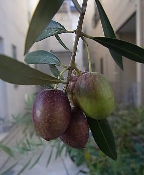 olive030.jpg