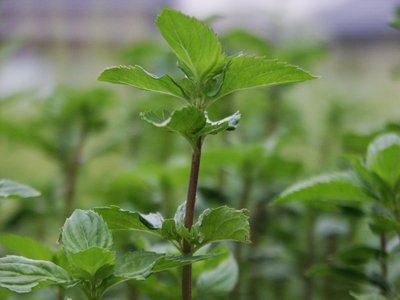 ミントの育て方 葉が茂ったら風通しが良くなるよう収穫