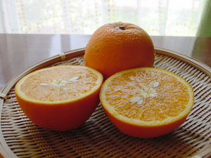 ネーブルオレンジ 摘果のコツ