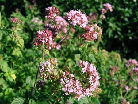 oregano (1).jpg