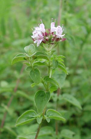 oregano (2).jpg