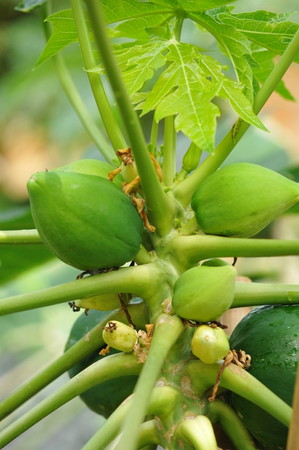 papaya (2).jpg