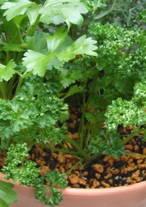 parsley.JPG