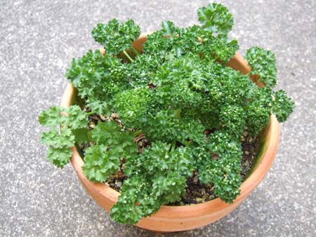 parsley.JPG