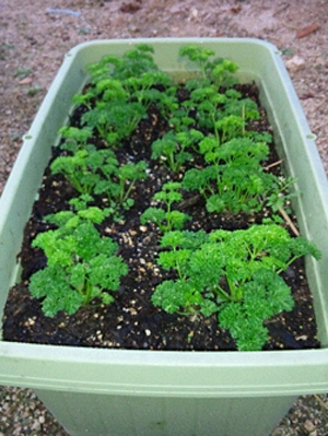 parsley (3).jpg