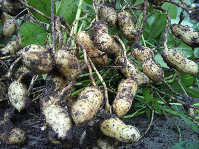 peanutA.jpg