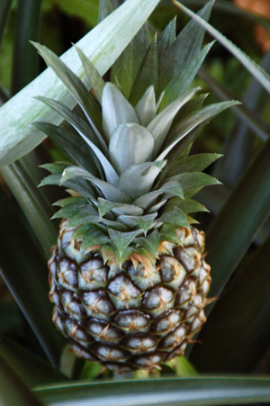 pineapple (1).jpg