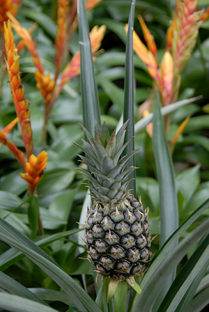 pineapple (2).jpg