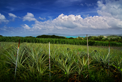 pineapple okinawa.jpg