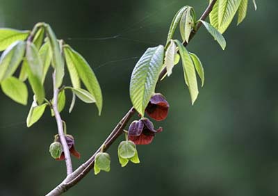 ポポーの育て方 庭植え 無農薬で栽培ができます