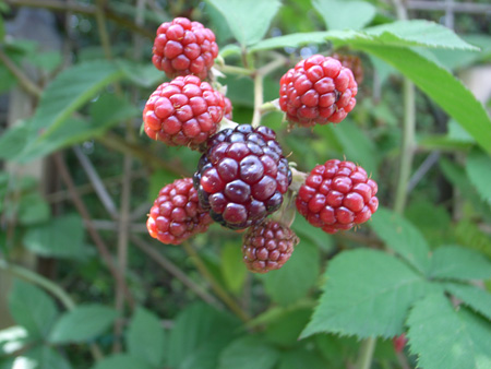 raspberry.jpg