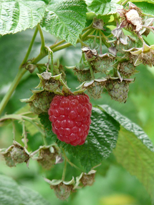 raspberry (10).jpg